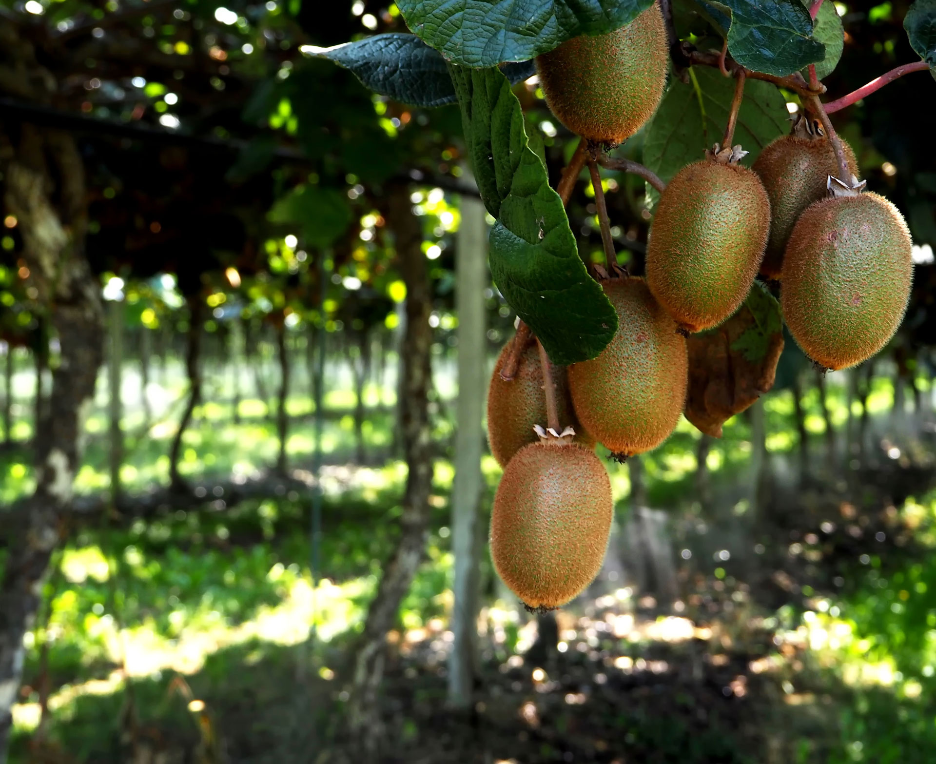 Kiwifruit Vines